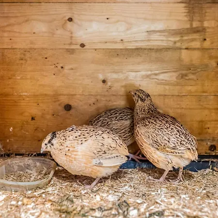 Σπίτι διακοπών Blockhaus 2