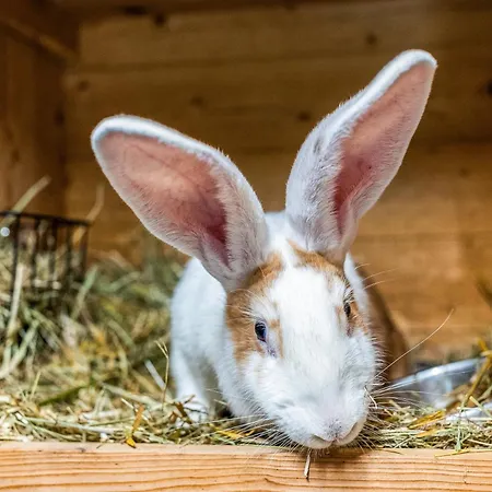 Blockhaus 2 * Eslohe