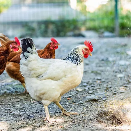 Blockhaus 2 度假居 *