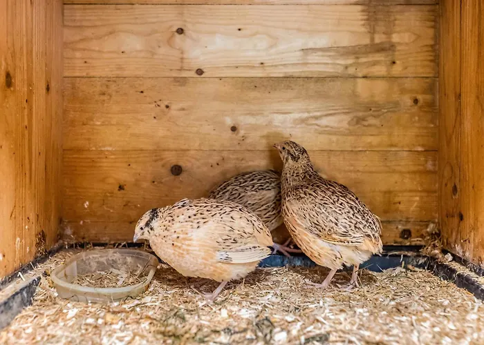 度假居 Blockhaus 2