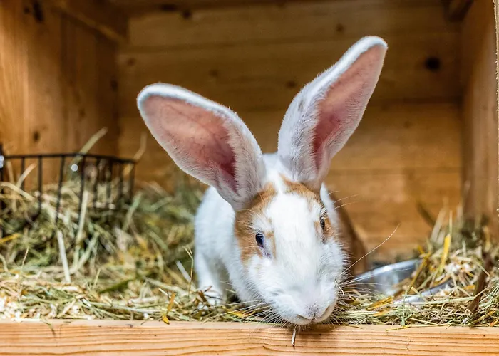 Blockhaus 2 * 埃斯洛黑