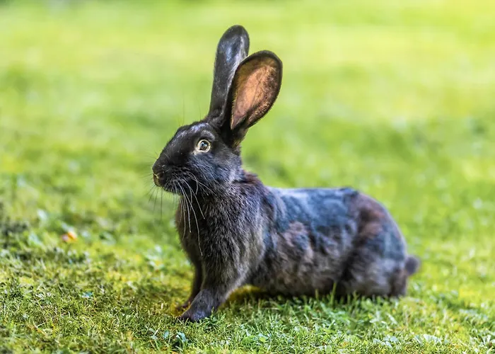 Blockhaus 2 度假居 埃斯洛黑