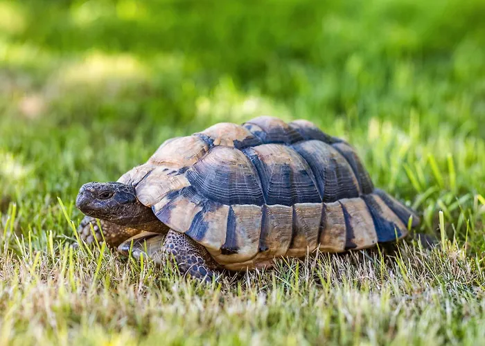 度假居 Blockhaus 2